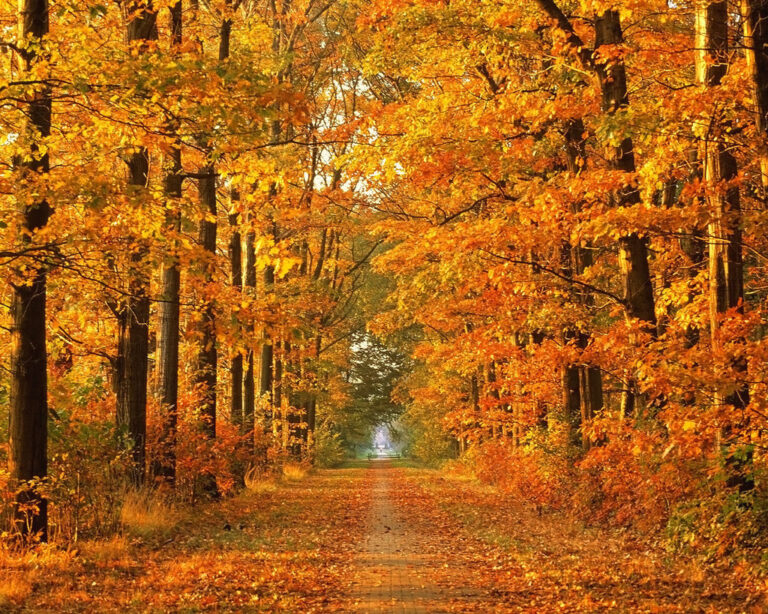 Herfst in de natuur