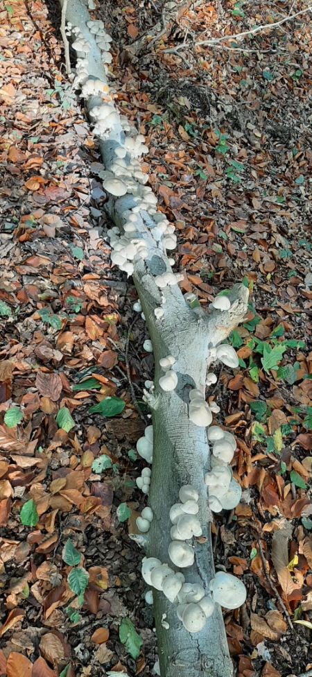 De cyclus van de natuur