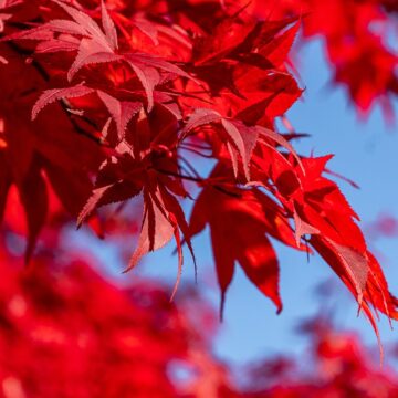 De Herfst blaast op de horen